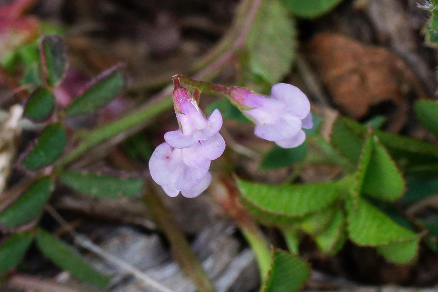 Vicia disperma / Veccia a due semi